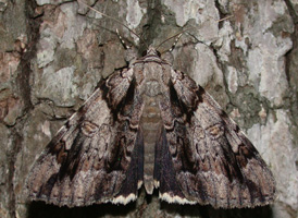 Widow Underwing